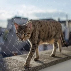 Kattennet Premium - 600 X 300 CM - Kattennet Voor Balkon - Transparant - Balkon Net - Makkelijk Te Monteren 12 Kattennet Premium - 600 X 300 CM - Kattennet Voor Balkon - Transparant - Balkon Net - Makkelijk Te Monteren -Huisdierbenodigdheden 1200x1200 3918