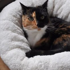 All For Paws Donut Bed – Kattenmand – Biedt Warmte En Comfort Voor Katten Of Kleine Honden – Ø 45cm – Beige – Wasbaar Met De Hand -Huisdierbenodigdheden 1200x1200 4171