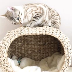 Ebi Radiator Sunrise Kattenmand - Incl. Kussen - Beige - 45 X 30 X 30 Cm -Huisdierbenodigdheden 1200x1200 4219
