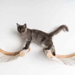 RHRQuality Wandmeubel Wandmontage Klimmuur Kat 53 X 43cm Luxe Hangmat XXL Creme Klim Wand Muur Krabpaal Katten Muurbevestiging -Huisdierbenodigdheden 1200x1200 4249