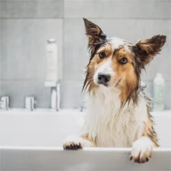 Greenfields Vacht Verzorging Set Voor Honden Shampoo, Conditioner & Droogshampoo -Huisdierbenodigdheden 1200x1200 478
