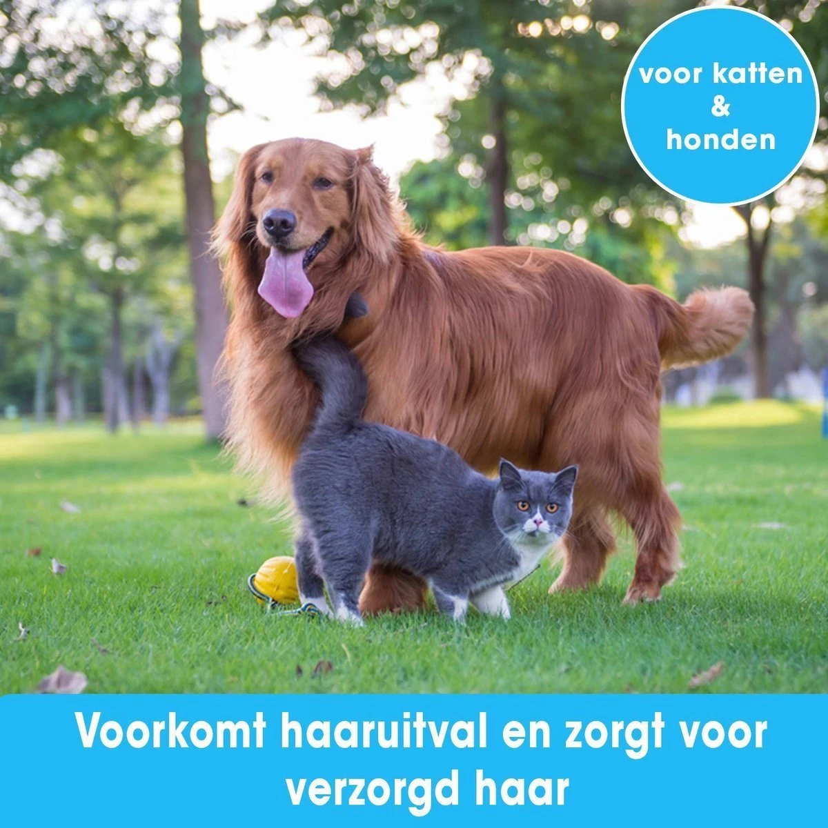 Professionele Ondervacht Kam Voor Hond En Kat S – Hondenborstel – Kattenborstel - Hondenkam –Anti Klit - Haarverwijderaar Voor Huisdieren - Pijnloos - Huisdiervriendelijk – Klittenkam - Voorkomt Haaruitval - Kleine Variant- Black Friday - Sinterklaas 3 Professionele Ondervacht Kam Voor Hond En Kat S – Hondenborstel – Kattenborstel - Hondenkam –Anti Klit - Haarverwijderaar Voor Huisdieren - Pijnloos - Huisdiervriendelijk – Klittenkam - Voorkomt Haaruitval - Kleine Variant- Black Friday - Sinterklaas - Afbeelding 3
