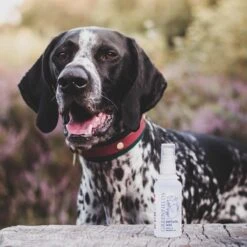 Hondenparfum Spray In 4 Geuren - Greenfields - Alchoholvrije En PH Neutrale Formule Tegen Onaangename Geurtjes - 50ml - Wild -Huisdierbenodigdheden 1200x1200 560