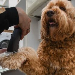 Clipr Ultimate 2-speed Hondentondeuse Op Accu -Huisdierbenodigdheden 1200x1200 565