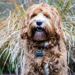 Titanium Hondenpenning Met Naam Inclusief 2 Kanten Graveren Bot 40 Mm | Luxe Honden Penning -Huisdierbenodigdheden 1200x1200 69