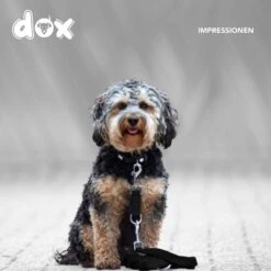 DDOXX Hondenriem Air Mesh, 3-voudig Verstelbaar, 2m | Voor Kleine & Grote Honden | Dubbele Riem Twee Honden Kat Puppy | Tug Leash Large | Lead Leash Small | Walking Leash Puppy Leash | Zwart, M 11 DDOXX Hondenriem Air Mesh, 3-voudig Verstelbaar, 2m | Voor Kleine & Grote Honden | Dubbele Riem Twee Honden Kat Puppy | Tug Leash Large | Lead Leash Small | Walking Leash Puppy Leash | Zwart, M -Huisdierbenodigdheden 1200x1200 77
