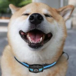 Premium Anti Blafband Apparaat Om Je Hond Snel En Effectief Te Laten Stoppen Met Blaffen - Diervriendelijke Opvoedingshalsband Zonder Schok - Trainingshalsband Voor Grote En Kleine Honden - Anti Blaf Apparaat - Correctie Halsband 17 Premium Anti Blafband Apparaat Om Je Hond Snel En Effectief Te Laten Stoppen Met Blaffen - Diervriendelijke Opvoedingshalsband Zonder Schok - Trainingshalsband Voor Grote En Kleine Honden - Anti Blaf Apparaat - Correctie Halsband -Huisdierbenodigdheden 1200x1200 781