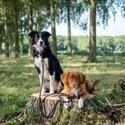 Rebel Petz - Dubbele Verstelbare Hondenriem Voor Twee Honden - Met Draaibare Sluiting En Zacht Handvat - Small En Large - Large (140 Cm Lang, Ø 12 Mm) -Huisdierbenodigdheden 1200x1200 82