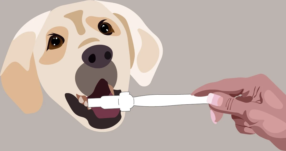 Aedogz Tandsteen Verwijder Spons Hond & Kat - Verwijdert Tandsteen, Aanslag En Vlekken - Verfrist De Adem Voorkomt Tandvleesproblemen. 3 Aedogz Tandsteen Verwijder Spons Hond & Kat - Verwijdert Tandsteen, Aanslag En Vlekken - Verfrist De Adem Voorkomt Tandvleesproblemen. - Afbeelding 3