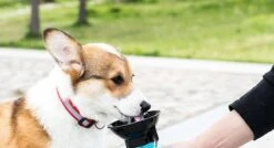 Honden Waterfles 500ML - Bidon - Honden Drinkfles - Waterfles Hond - Blauw -Huisdierbenodigdheden 1200x650