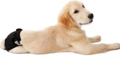 Loopsheidbroekje Hond - Zwart - Maat S - Hondenbroekje - Loopsheid Teef - Hondenluier - Wasbaar 8 Loopsheidbroekje Hond - Zwart - Maat S - Hondenbroekje - Loopsheid Teef - Hondenluier - Wasbaar -Huisdierbenodigdheden 1200x674 10