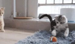 Cheerble Mini Ball 2.0 - Slimme Interactieve Zelf Rollende Bal Voor Katten - 3 Speelmodi - Kattenspeeltjes - USB Oplaadbaar - Rood -Huisdierbenodigdheden 1200x701 7