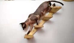 Kattentrap Hout - Linksonder Naar Rechtsboven - Handgemaakte Kattenladder - Katten Klimmuur Klimwand -Huisdierbenodigdheden 1200x706 8