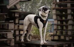 Always Prepared © Pro K9 Hondentuig - Anti Trek - Y Tuig - Middel En Grote Hond - Veiligheidstuig -Huisdierbenodigdheden 1200x761 3