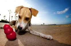 Kong Kauwbot - Hondenspeelgoed - Rood - L 35 Kong Kauwbot - Hondenspeelgoed - Rood - L -Huisdierbenodigdheden 1200x771 3