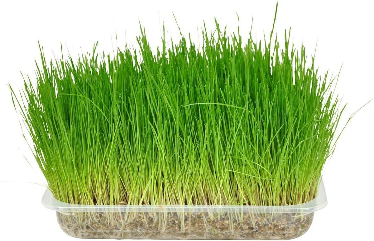 Flamingo - Kattengras - 15 X 15 X 4 Cm 1 Flamingo - Kattengras - 15 X 15 X 4 Cm