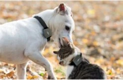 Mr. Safe Smart Pet Tracker - GPS Tracker Voor Huisdieren (SPT-100) -Huisdierbenodigdheden 1200x780 7