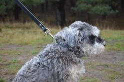 Hondenriem Leer - 2 Meter - Zwart - Hoge Kwaliteit Leer - Lederen Hondenriem - Ambachtelijk Gemaakt In Portugal -Huisdierbenodigdheden 1200x794 2