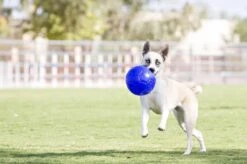 Jolly Pets Jolly Soccer Ball – Hondenspeelgoed – Apporteerspeelgoed– Jollyflex Stevig Kunststof – Drijvend Hondenspeeltje – Ø15cm – Licht Blauw -Huisdierbenodigdheden 1200x796 6