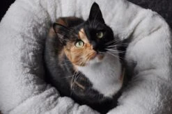 All For Paws Donut Bed – Kattenmand – Biedt Warmte En Comfort Voor Katten Of Kleine Honden – Ø 45cm – Beige – Wasbaar Met De Hand -Huisdierbenodigdheden 1200x796 9