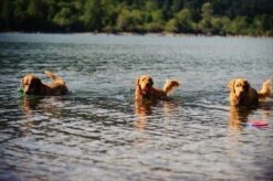 Chuckit! Ultra Ball XL – Honden Speelgoed – Ø 9 Cm – Oranje/Blauw – Apporteerspeelgoed – 1-Pack -Huisdierbenodigdheden 1200x797 10