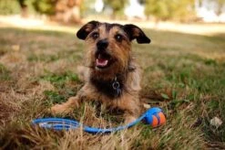 Chuckit! Ultra Ball XL – Honden Speelgoed – Ø 9 Cm – Oranje/Blauw – Apporteerspeelgoed – 1-Pack -Huisdierbenodigdheden 1200x797 11