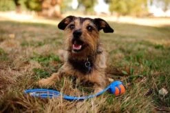 Chuckit! Chuckit Ultra Ball Hondenspeelgoed - Oranje - M - 2 Ballen - Ø 6cm -Huisdierbenodigdheden 1200x797 4