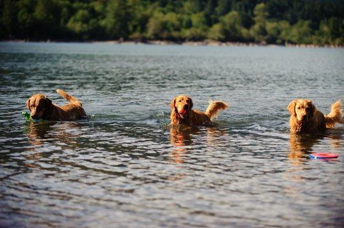 Chuckit! Ultra Bal - L - 7 Cm 4 Chuckit! Ultra Bal - L - 7 Cm - Afbeelding 4