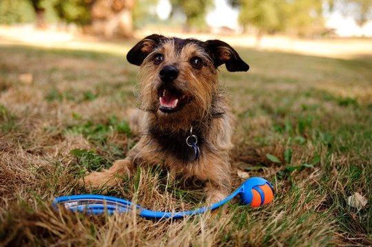 Chuckit! Ultra Bal - L - 7 Cm 12 Chuckit! Ultra Bal - L - 7 Cm - Afbeelding 12