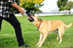 Chuckit! Chuckit Ultra Tug – Hondenspeelgoed - Blauw/Oranje – Large - ø 7 Cm -Huisdierbenodigdheden 1200x798 15