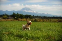 Chuckit! Ultra Ball XL – Honden Speelgoed – Ø 9 Cm – Oranje/Blauw – Apporteerspeelgoed – 1-Pack -Huisdierbenodigdheden 1200x798 21