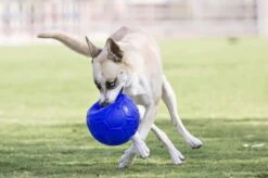 Jolly Pets Jolly Soccer Ball – Hondenspeelgoed – Apporteerspeelgoed– Jollyflex Stevig Kunststof – Drijvend Hondenspeeltje – Ø15cm – Licht Blauw -Huisdierbenodigdheden 1200x798 22