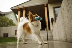 West Paw Zogoflex Hurley - Super Sterk Kauwbot Voor Honden - Kleur: Blauw, Maat: Large -Huisdierbenodigdheden 1200x798 27