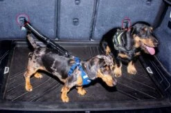 Doggz - Autogordel Hond - Nieuw Past In Alle Auto's Door Kliksysteem En Haak - Extra Stevig - Hondengordel Voor Auto - Honden Autogordel -Huisdierbenodigdheden 1200x798 3