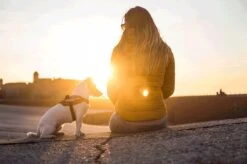 Julius K9 Julius-K9 IDC®Powertuig, XS - Mini-Mini, Camouflage -Huisdierbenodigdheden 1200x799 15