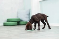 Trixie Junior Likplaat Mintgroen (15X15 CM) -Huisdierbenodigdheden 1200x799 30