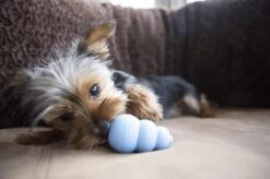 Kong Puppy - Hondenspeelgoed - Assorti - M -Huisdierbenodigdheden 1200x799 36