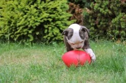 Jolly Pets Jolly Egg Hondenspeelgoed – Stevige Hondenbal - Gemaakt Van Extreem Duurzaam Kunststof - Geschikt Voor De Kleinere Hond – Weerbestendig - 20cm – Rood -Huisdierbenodigdheden 1200x799 38