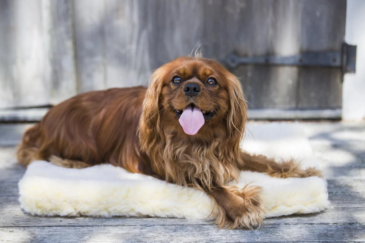 HuggleHounds - Wasbare Fleece Hondenmat Van Lamswol Voor Benches Of Als Los Kussen - In Naturel Of Grijs - S/M/L/XL/XXL - Grijs - S 10 HuggleHounds - Wasbare Fleece Hondenmat Van Lamswol Voor Benches Of Als Los Kussen - In Naturel Of Grijs - S/M/L/XL/XXL - Grijs - S - Afbeelding 10