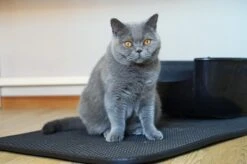 Merkloos Tastelio XXL Kattenbakmat 75x55cm - Groot Kattenbak Mat Met Innovatieve Honingraatstructuur - Dubbele Waterdichte Laag - Katten Bak Mat Met Eenvoudige Reiniging Grit Opvanger -Huisdierbenodigdheden 1200x799 97