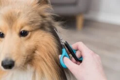 Trixie Gezicht- En Potenschaar Kunststof / Rvs 8 Cm 13 Trixie Gezicht- En Potenschaar Kunststof / Rvs 8 Cm -Huisdierbenodigdheden 1200x800 11