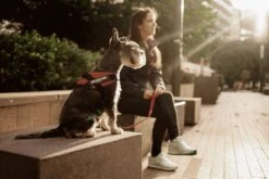 Julius K9 Julius-K9 IDC®Powertuig, S - Mini, Zwart -Huisdierbenodigdheden 1200x800 116