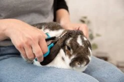 Trixie Gezicht- En Potenschaar Kunststof / Rvs 8 Cm 15 Trixie Gezicht- En Potenschaar Kunststof / Rvs 8 Cm -Huisdierbenodigdheden 1200x800 13