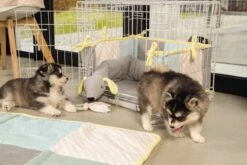 Beeztees Puppy Cosy Doggy - Hondenspeelgoed - Grijs - 120x12x9,5 Cm 8 Beeztees Puppy Cosy Doggy - Hondenspeelgoed - Grijs - 120x12x9,5 Cm -Huisdierbenodigdheden 1200x800 133