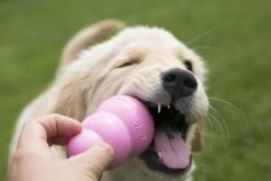 Kong Puppy - Kauwbot Hondenspeelgoed Small - Kauwbot - 85mm X 42mm - Groen/Wit -Huisdierbenodigdheden 1200x800 145