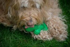Tandenborstel + TANDPASTA Hond Melk Geur Smaak En Piep Honden Speelgoed - Cactus Dog Toy Tandverzorging Kauwbotten Hondenspeelgoed Hondenbot Kauwstaaf Tanden Puppy Hondenspeeltje Sterk Kauwspeelgoed - Dutchwide 21 Tandenborstel + TANDPASTA Hond Melk Geur Smaak En Piep Honden Speelgoed - Cactus Dog Toy Tandverzorging Kauwbotten Hondenspeelgoed Hondenbot Kauwstaaf Tanden Puppy Hondenspeeltje Sterk Kauwspeelgoed - Dutchwide -Huisdierbenodigdheden 1200x800 186