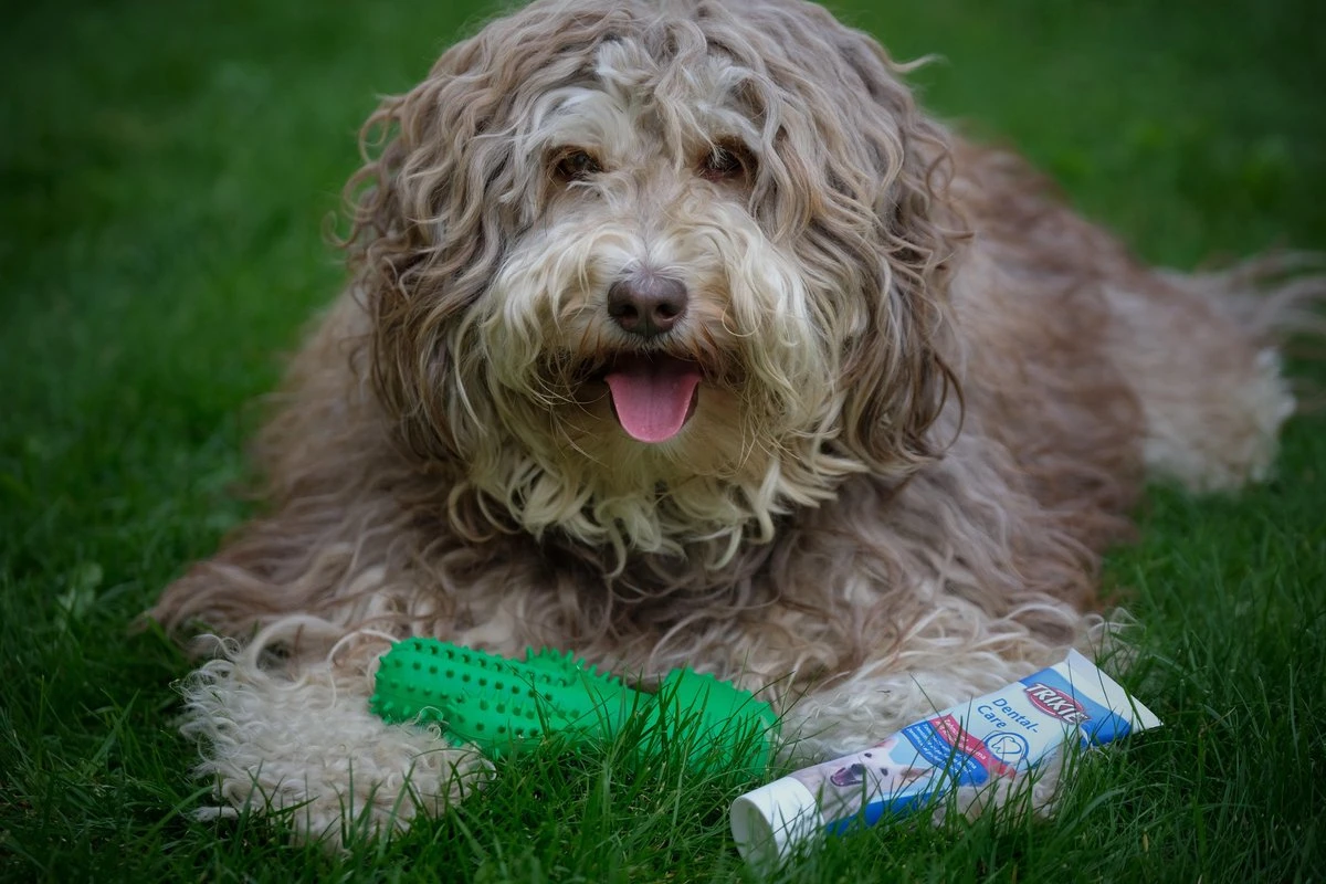 Tandenborstel + TANDPASTA Hond Melk Geur Smaak En Piep Honden Speelgoed - Cactus Dog Toy Tandverzorging Kauwbotten Hondenspeelgoed Hondenbot Kauwstaaf Tanden Puppy Hondenspeeltje Sterk Kauwspeelgoed - Dutchwide 10 Tandenborstel + TANDPASTA Hond Melk Geur Smaak En Piep Honden Speelgoed - Cactus Dog Toy Tandverzorging Kauwbotten Hondenspeelgoed Hondenbot Kauwstaaf Tanden Puppy Hondenspeeltje Sterk Kauwspeelgoed - Dutchwide - Afbeelding 10