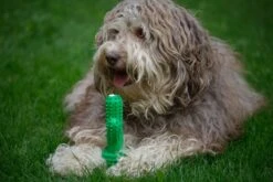 Tandenborstel + TANDPASTA Hond Melk Geur Smaak En Piep Honden Speelgoed - Cactus Dog Toy Tandverzorging Kauwbotten Hondenspeelgoed Hondenbot Kauwstaaf Tanden Puppy Hondenspeeltje Sterk Kauwspeelgoed - Dutchwide 23 Tandenborstel + TANDPASTA Hond Melk Geur Smaak En Piep Honden Speelgoed - Cactus Dog Toy Tandverzorging Kauwbotten Hondenspeelgoed Hondenbot Kauwstaaf Tanden Puppy Hondenspeeltje Sterk Kauwspeelgoed - Dutchwide -Huisdierbenodigdheden 1200x800 188