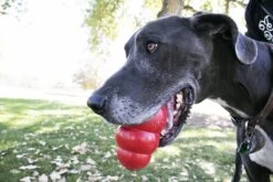 Kong Kauwbot - Hondenspeelgoed - Rood - L 29 Kong Kauwbot - Hondenspeelgoed - Rood - L -Huisdierbenodigdheden 1200x800 189