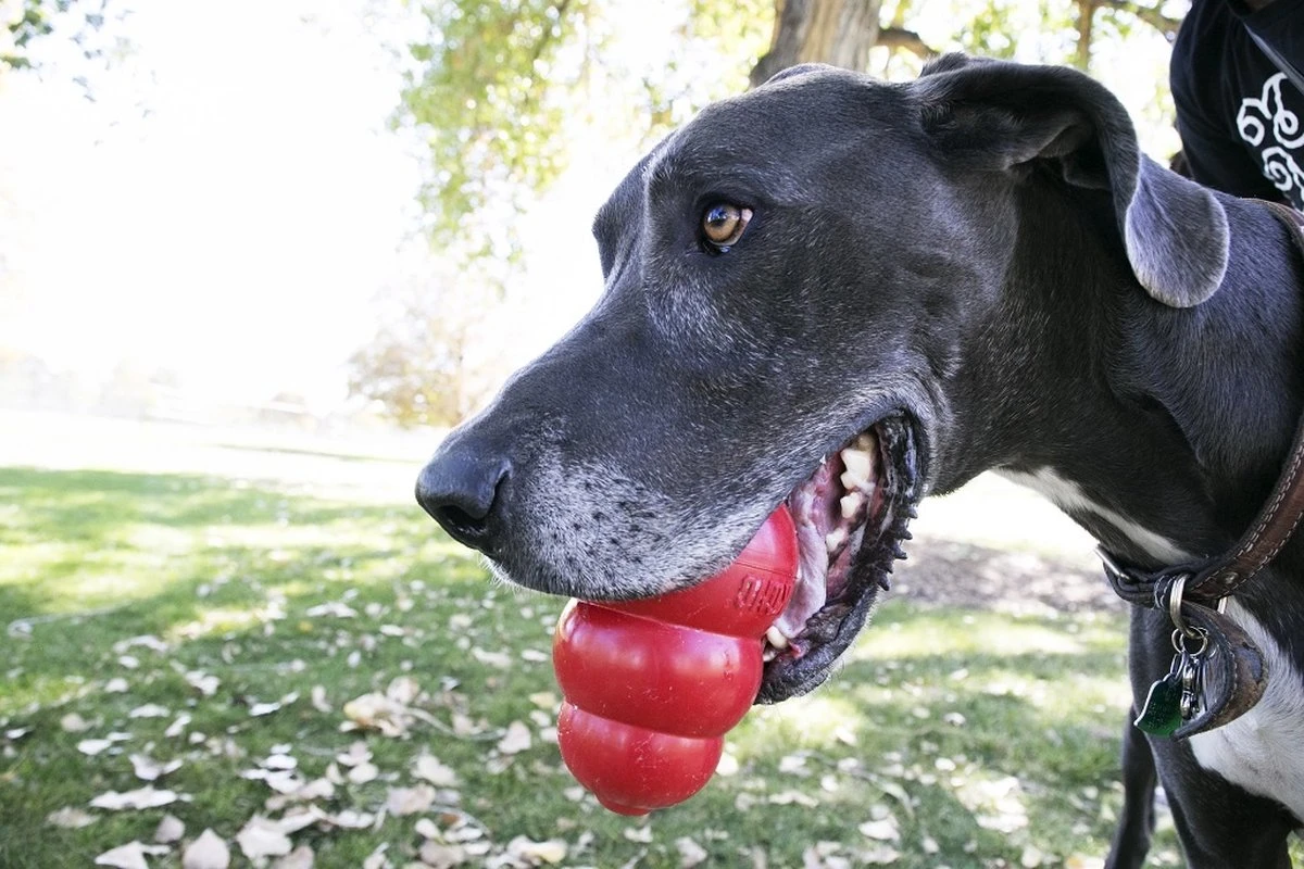 Kong Kauwbot - Hondenspeelgoed - Rood - L 10 Kong Kauwbot - Hondenspeelgoed - Rood - L - Afbeelding 10